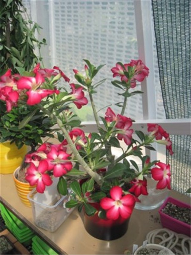 Adenium obesum julij 2013